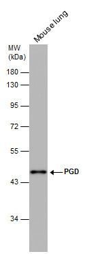 PGD Rabbit Polyclonal Antibody