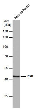 PGD Rabbit Polyclonal Antibody