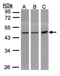 PGD Rabbit Polyclonal Antibody