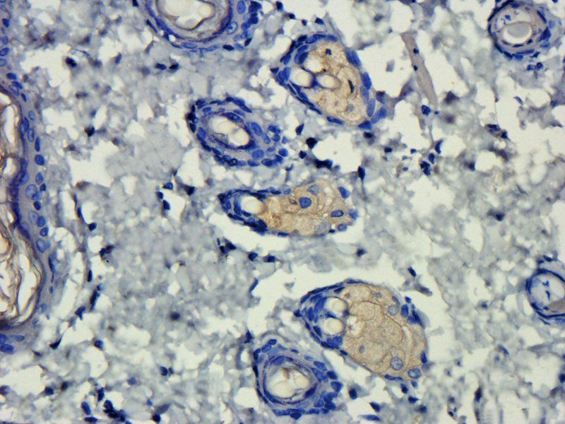 Prostaglandin E synthase 2 Rabbit Polyclonal Antibody