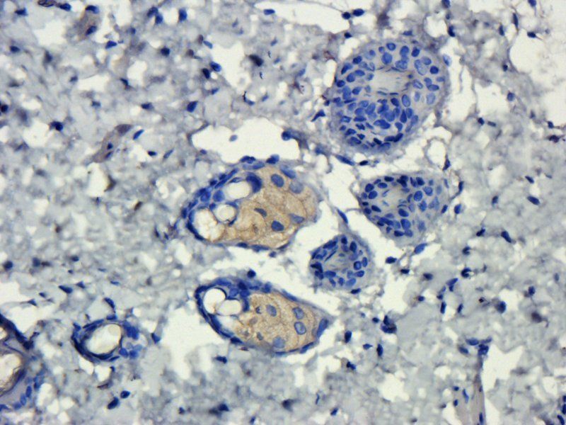 Prostaglandin E synthase 2 Rabbit Polyclonal Antibody