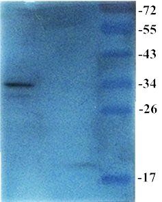 Prostaglandin E synthase 2 Rabbit Polyclonal Antibody