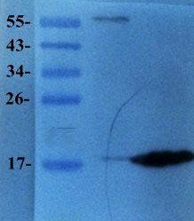 Prostaglandin E synthase 2 Rabbit Polyclonal Antibody