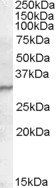 PGRP-S Antibody
