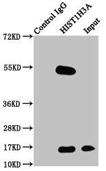 HIST1H3A Antibody