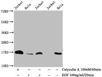 HIST1H3A Antibody