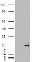 PIN1 Antibody