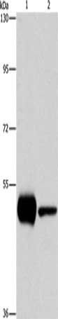 PIP4K2A Antibody