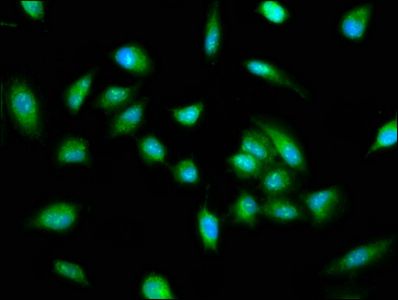 PIR Antibody