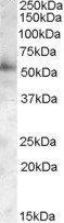 PIST/FIG/GOPC Antibody