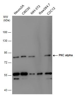 PKC alpha Rabbit Polyclonal Antibody