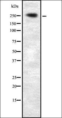 PLCE1 Antibody