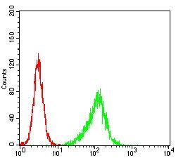 PLCG2 Antibody