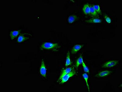PLD3 Antibody