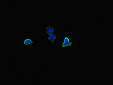 PLIN5 Antibody