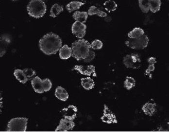 Perilipin 1 (C Terminus) Antibody