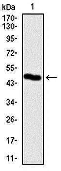 PLK1 Antibody