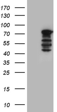 PLK4 Antibody