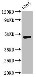 pmpD Antibody