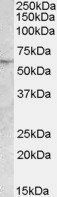 PNPLA2/Desnutrin Antibody