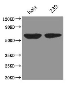 PODXL Antibody