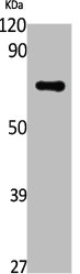 POLE2 Antibody