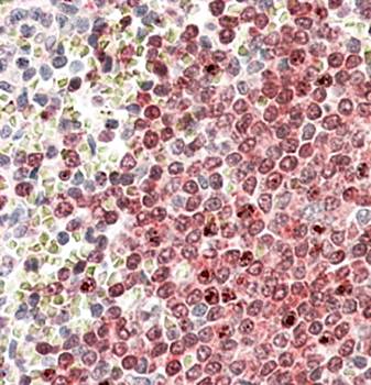 POU2AF1 Antibody