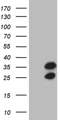 POU4F3 Antibody