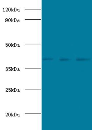 POU5F1 Antibody