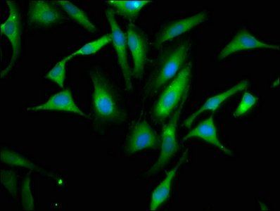 PPA1 Antibody