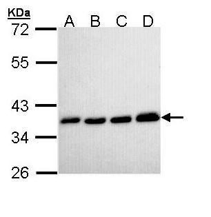 PPA1 Rabbit Polyclonal Antibody