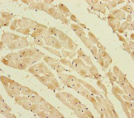 PPIF Antibody
