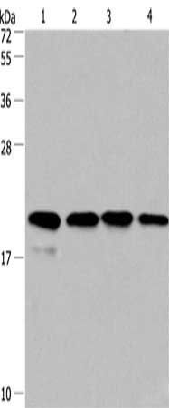 PPIF Antibody