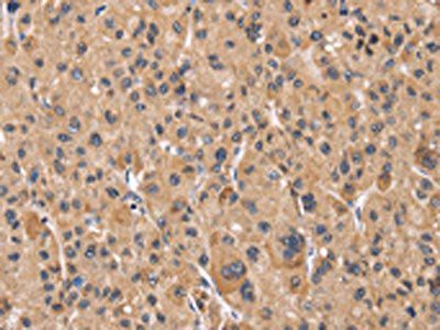 PPIF Antibody