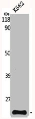 PPIF Antibody