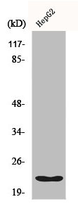 PPIF Antibody