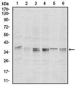 PPP1CA Antibody