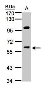 PPP1R16A Rabbit Polyclonal Antibody