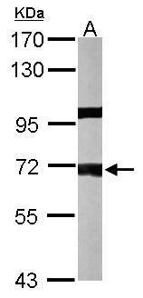 PPP1R16A Rabbit Polyclonal Antibody