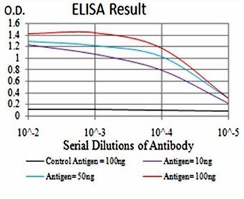 PRDM1 Antibody