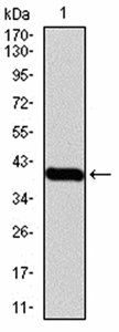 PRDM1 Antibody