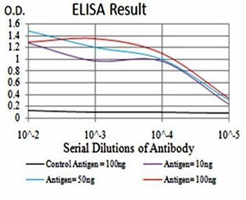 PRDM1 Antibody