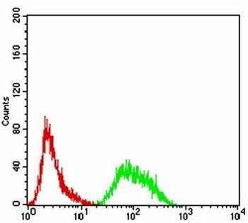 PRDM4 Antibody