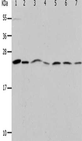 PRDX1 Antibody