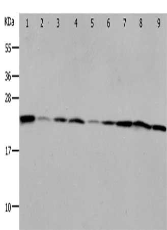 PRDX1 Antibody
