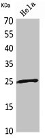 PRDX1 Antibody