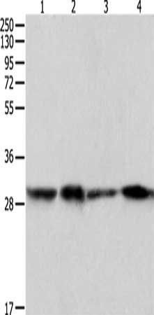 PRDX6 Antibody