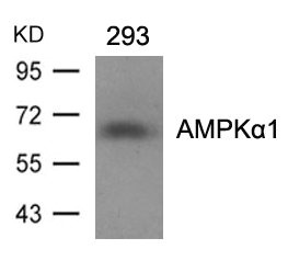 PRKAA1/PRKAA2 Antibody