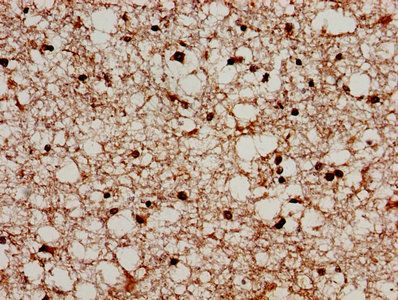 PRODH Antibody