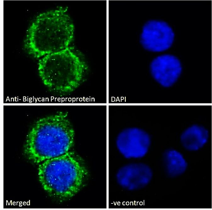 Biglycan Preproprotein Antibody